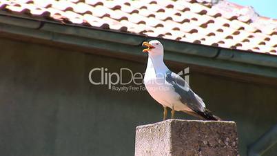 seagull 5