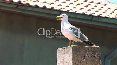 seagull 6