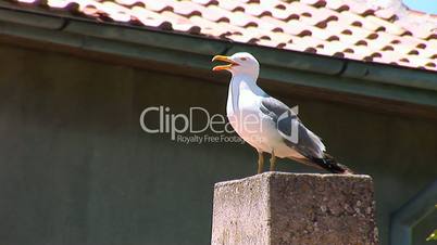 seagull 4