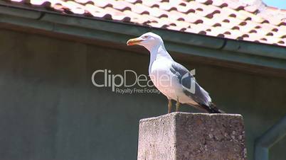 seagull 3