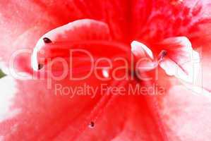 Pink Azalea flower