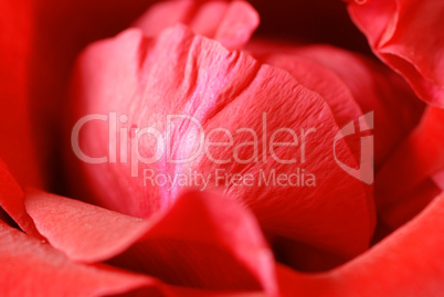 Red rose petals