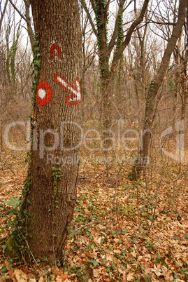 Sign on tree in forest
