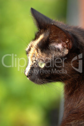 Black cat portrait