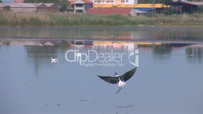 birds 3
