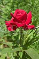 Flowering dark red rose