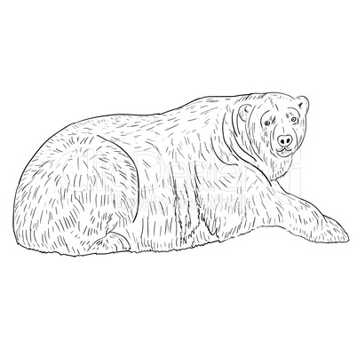 White Polar Bear. Vector illustration.