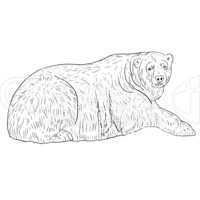 White Polar Bear. Vector illustration.