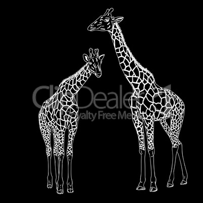 Two giraffes. Vector illustration.