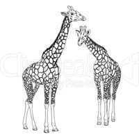 Two giraffes. Vector illustration.