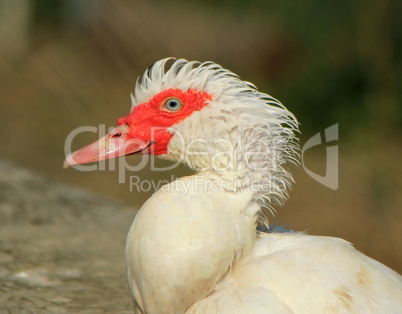 Muscovy duck portrait