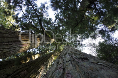 Tall pine tree seen from below