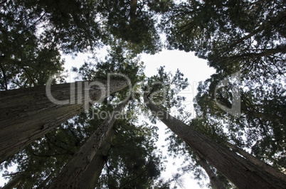 Tall pine tree seen from below