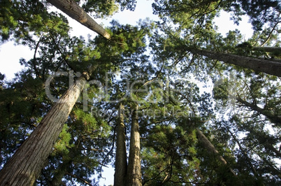 Tall pine tree seen from below