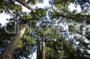 Tall pine tree seen from below