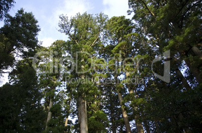 Tall pine tree seen from below