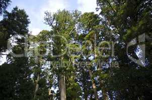 Tall pine tree seen from below