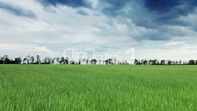 field of green ears and cloudy sky