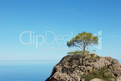 einzelner Baum auf Felsen am Meer