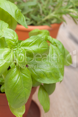 Potted Herbs - Basil and Rosemary