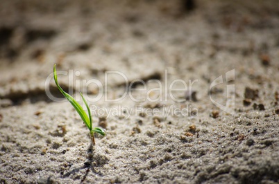 Ein kleiner Grashalm im Sand der Wüste