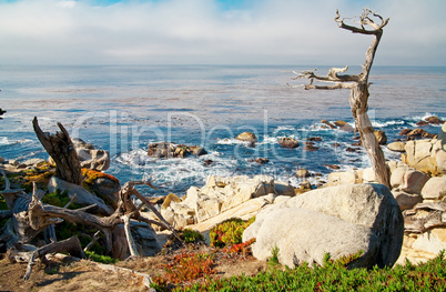 Ocean shore with rocks and trees. Carmel, CA.