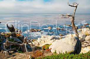 Ocean shore with rocks and trees. Carmel, CA.