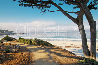 White sand beach and trail with tree in Carmel, CA