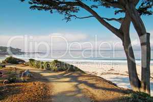 White sand beach and trail with tree in Carmel, CA