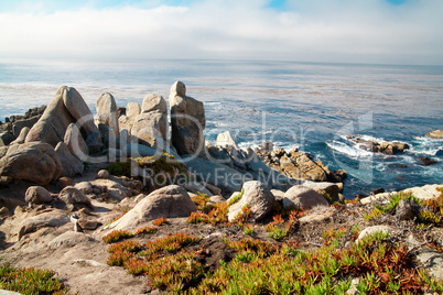 Pacific Ocean shoreline with rocks and shrubs.