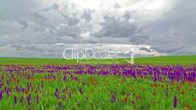 spring flowers and a cloudy sky