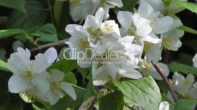 Europäische Pfeifenstrauch - Philadelphus coronarius