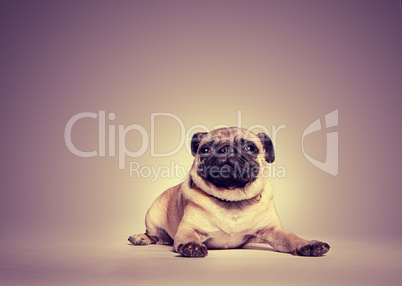 Portrait of a pug