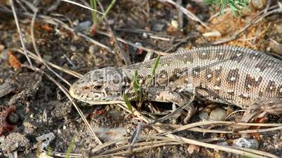 Zauneidechse (Lacerta agilis) / Sand lizard (Lacerta agilis)