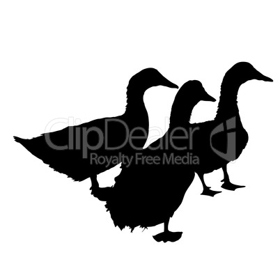 Three silhouette of  beautiful  ducks