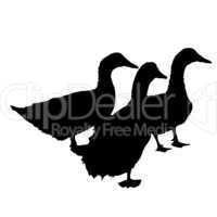Three silhouette of  beautiful  ducks