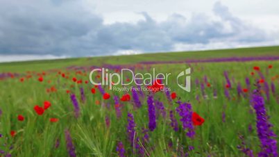 field of spring flowers