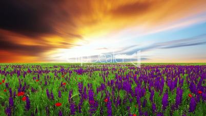field of spring flowers at sunset