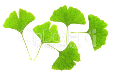 Ginkgo (Ginkgo biloba)