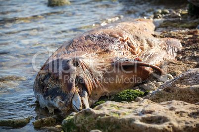 Dead Bottlenose dolphin.