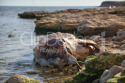 Dumped on the land Bottlenose dolphin