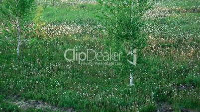 Meadow with dandelions.