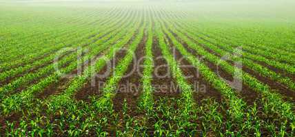 Junge Maispflanzen auf dem Feld