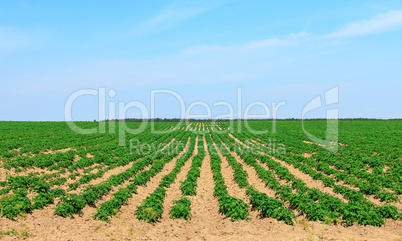 Potato Fields in the Countryside
