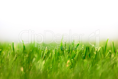 Fresh Green Grass Background