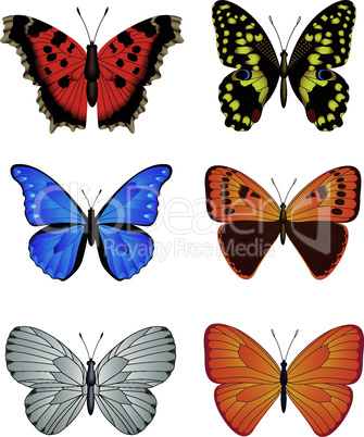Set of Butterfly, Vector Illustration.