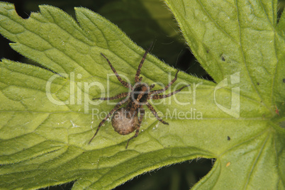 Wolfsspinne (Pardosa lugubris) / Wolf spider (Pardosa lugubris)