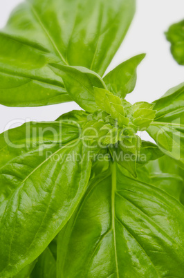 basil