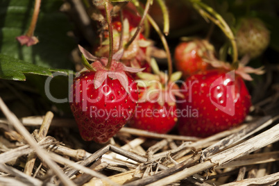 Bunch of ripe strawberries hanging on the plant