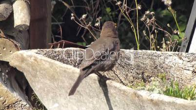 Amsel Reinigung